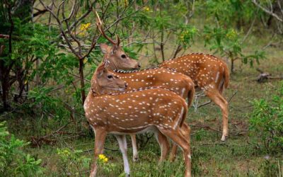 Wilpattu Nemzeti Park – szafari túrák